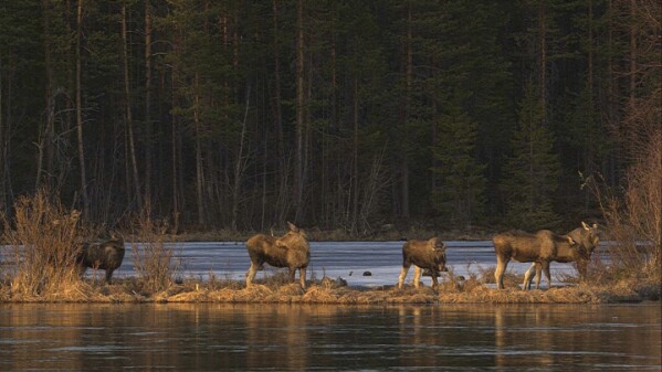 This undated photo, issued by SVT, shows Moose in Junsele, Sweden during preparations for the livestream 'The Great Moose Migration' to document the annual Moose migration near Kullberg in northern Sweden. (SVT via AP)